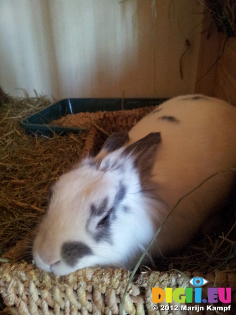 20121215_141648 Cleo in her hutch